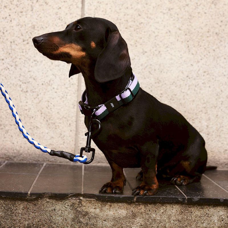 HAY Dogs Collar Flat - S/M
