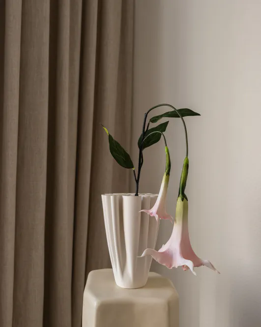 Hovedbilde Datura Stramonium