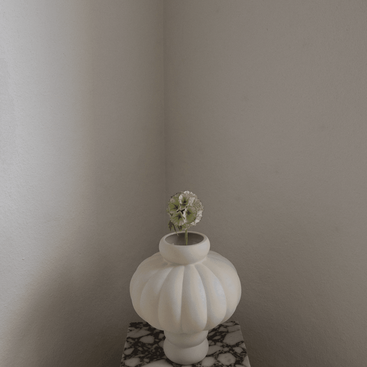 Scabiosa Seed Pod Flower