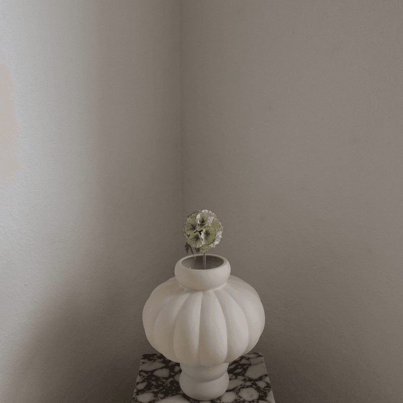 Scabiosa Seed Pod Flower