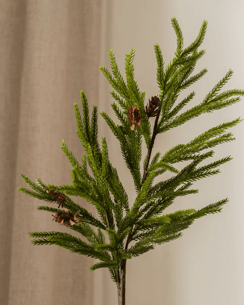 Hovedbilde Pine Needle Tree Branch