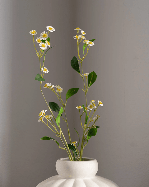 Hovedbilde Chamomile Daisy Flower