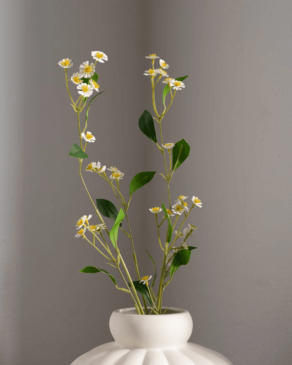 Chamomile Daisy Flower