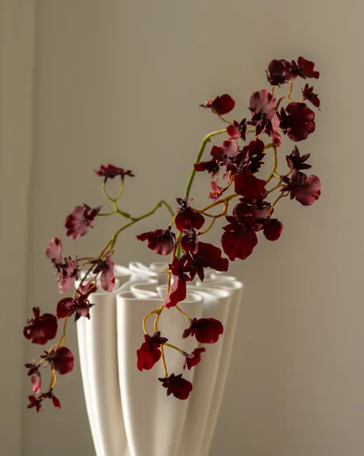 Hovedbilde Dancing Lady Orchid Burgundy