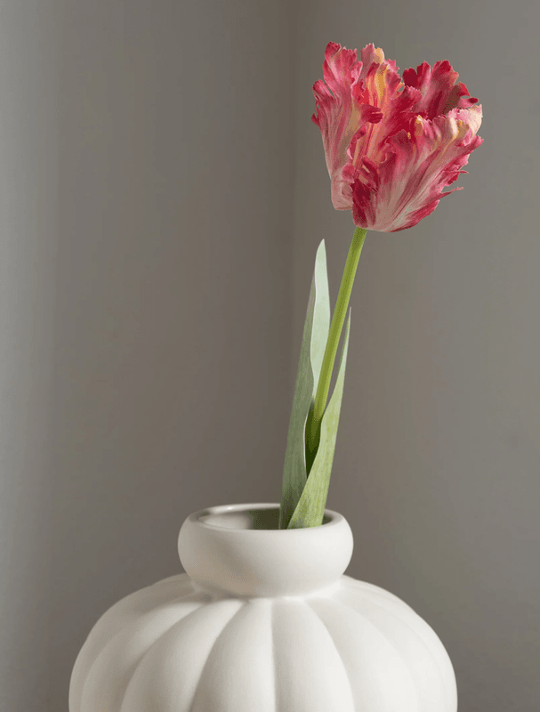 Parrot Tulip Flower