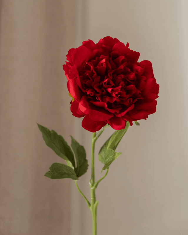 Peony Flower