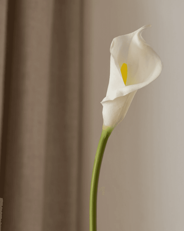 Calla Lily Flower