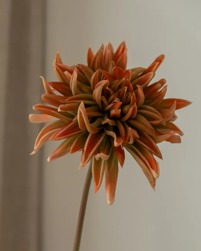 Cactus Dahlia Flower
