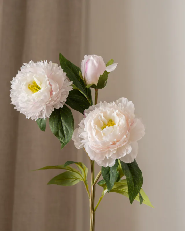 Peony Flowers