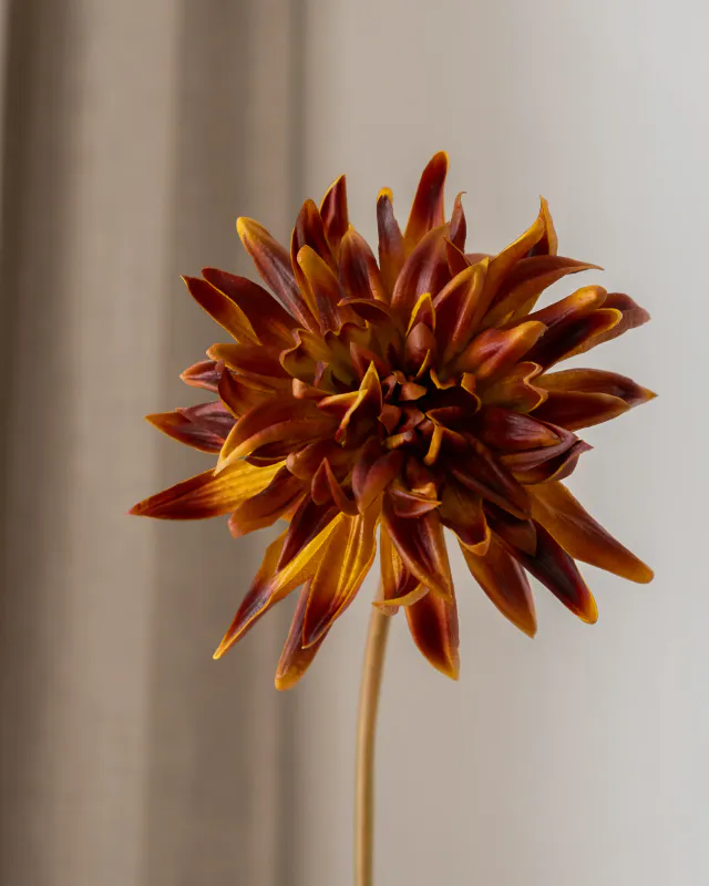 Cactus Dahlia Flower